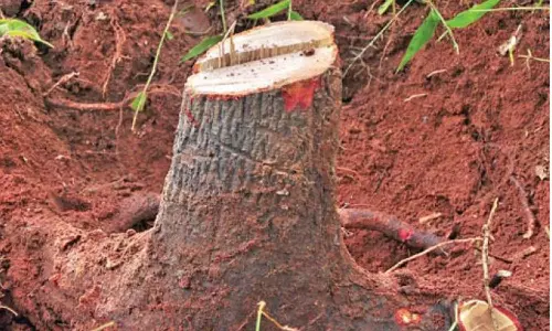 കോഴിക്കോട് ഗുരുവായൂരപ്പൻ കോളേജിൽ ചന്ദനം മുറിച്ചുകടത്തി കോഴിക്കോട് ഗുരുവായൂരപ്പൻ കോളേജിൽ ചന്ദനം മുറിച്ചുകടത്തി