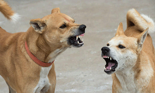 പത്തനംതിട്ടയിൽ തെരുവുനായയുടെ കടിയേറ്റ 12 വയസുകാരി ഗുരുതരാവസ്ഥയിൽ