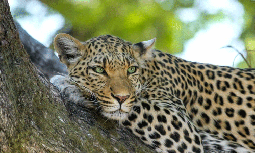 ഇടുക്കിയിൽ പ്രദേശവാസിയെ ആക്രമിച്ച പുലിയെ തല്ലിക്കൊന്ന് നാട്ടുകാർ