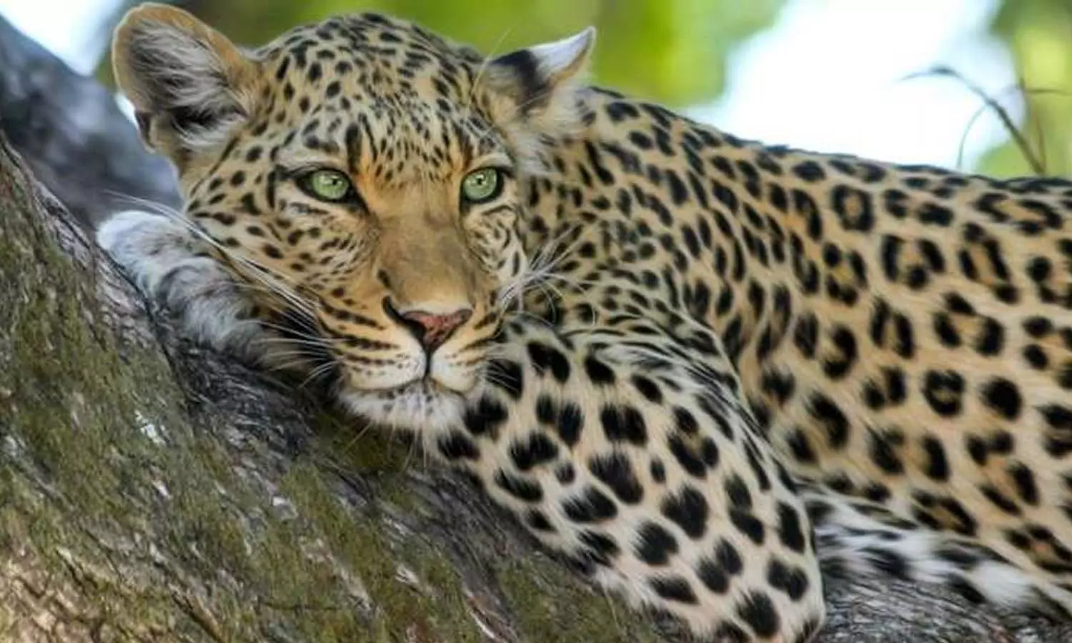 കാടിറങ്ങിയ ഭീതി; ജീവിക്കാൻ പറ്റാത്ത അവസ്ഥയെന്ന് മാങ്കുളം പ്രദേശവാസികൾ കാടിറങ്ങിയ ഭീതി; ജീവിക്കാൻ പറ്റാത്ത അവസ്ഥയെന്ന് മാങ്കുളം പ്രദേശവാസികൾ