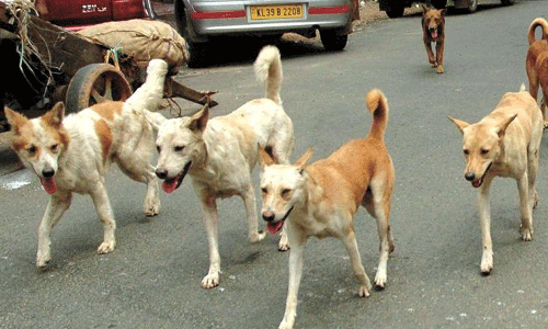 കോഴിക്കോട് തെരുവുനായ ആക്രമണം വീണ്ടും: കടിയേറ്റവരിൽ കുട്ടികളും