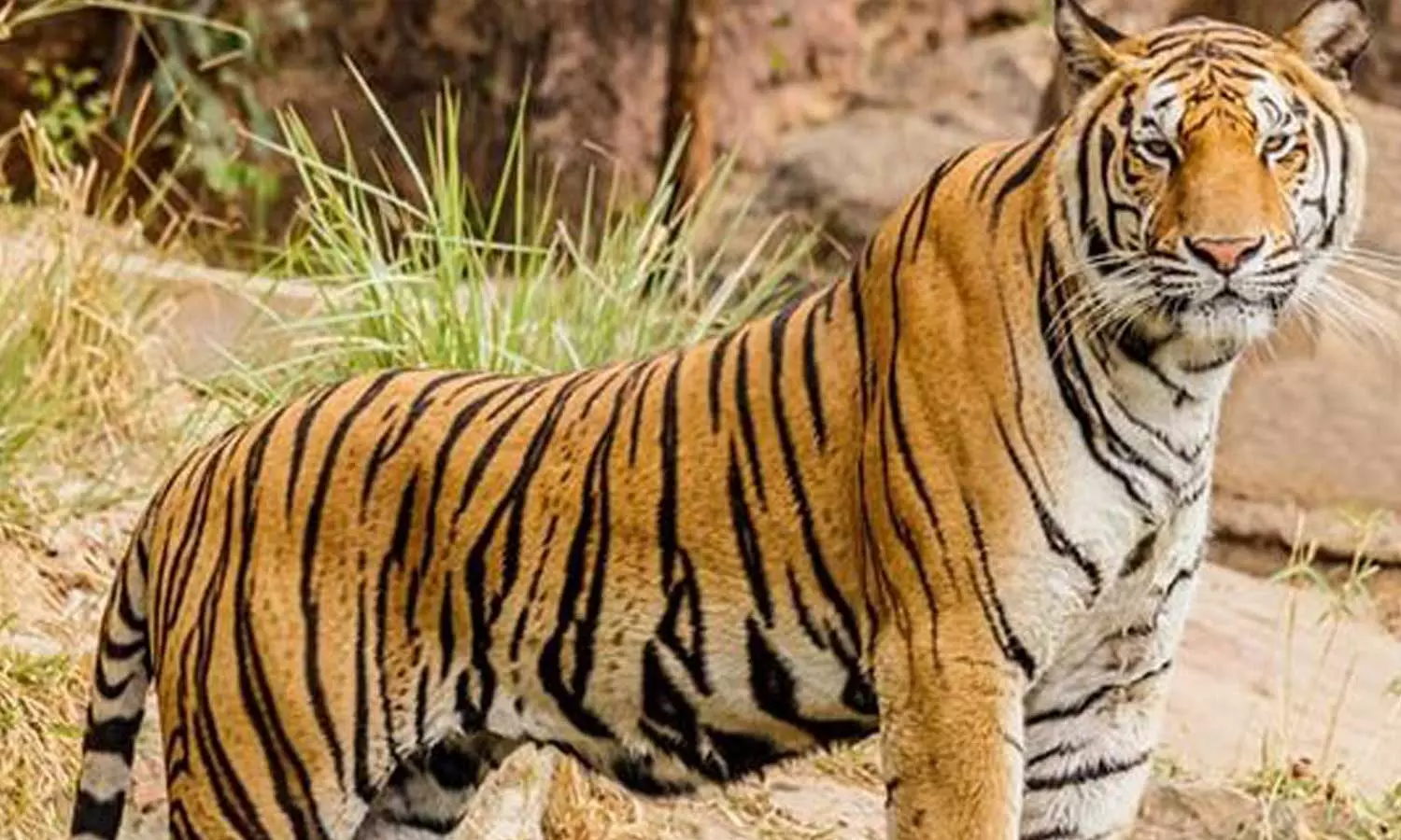 കുഞ്ഞിനെ കടിച്ചെടുത്ത് കടുവ; മൽപിടുത്തത്തിലൂടെ രക്ഷിച്ച് അമ്മ കുഞ്ഞിനെ കടിച്ചെടുത്ത് കടുവ; മൽപിടുത്തത്തിലൂടെ രക്ഷിച്ച് അമ്മ