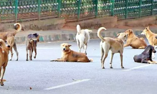 ആറ്റിങ്ങലിൽ തെരുവുനായയുടെ ആക്രമണം: എട്ട് പേർക്ക് കടിയേറ്റു