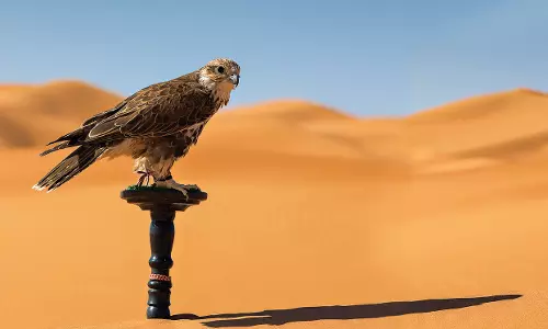 ഖത്തറിൽ അന്താരാഷ്ട്ര ഫാൽക്കൺ   പ്രദർശനത്തിന് തുടക്കമായി