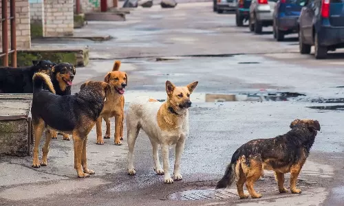 തൃശൂരിലും ഇടുക്കിയിലും തെരുവുനായ ആക്രമണം; ഏഴ് പേർക്ക് കടിയേറ്റു