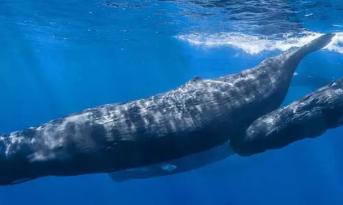 യു.പിയിൽ പത്തു കോടിയുടെ തിമിംഗല ഛർദ്ദി പിടികൂടി