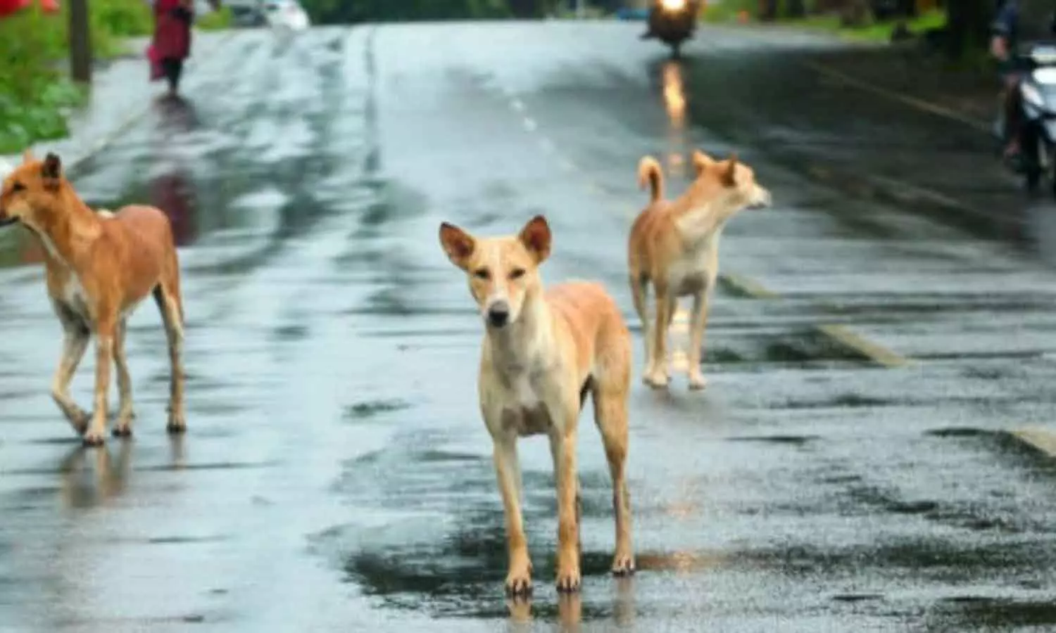 തെരുവുനായ പ്രശ്‌നം പരിഹരിക്കാൻ നിലവിലെ ചട്ടങ്ങളിൽ മാറ്റം വരുത്തണമെന്ന് സുപ്രിംകോടതി
