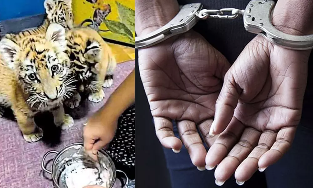 പൂച്ചക്കുഞ്ഞുങ്ങള്‍ക്ക് നിറമടിച്ച് കടുവകുഞ്ഞുങ്ങള്‍ എന്ന പേരില്‍ വില്‍പ്പന തട്ടിപ്പ്: പ്രതി അറസ്റ്റില്‍