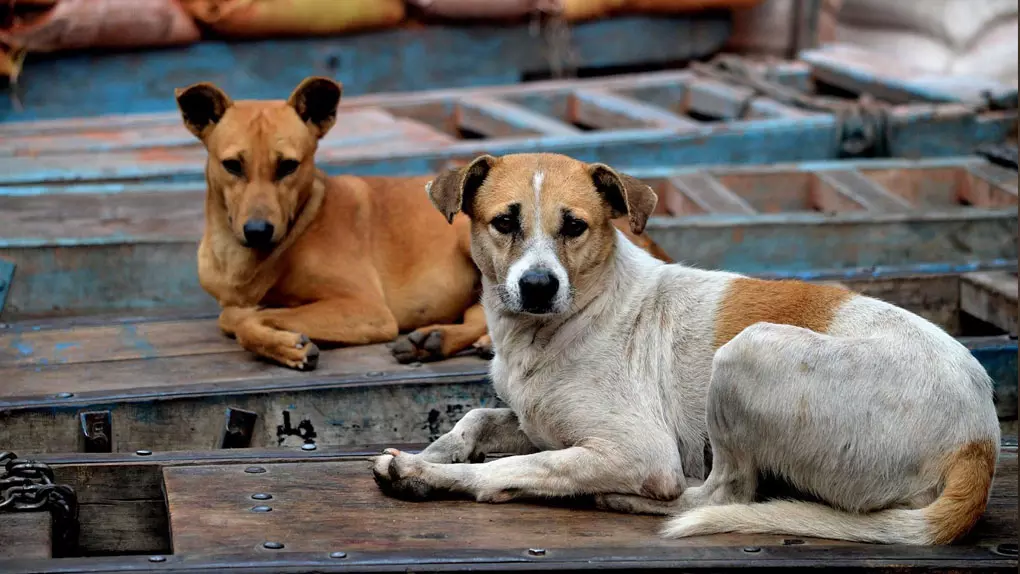 കേരളത്തിലെ തെരുവ് നായ ശല്യത്തെക്കുറിച്ച് ബിബിസിയും കേരളത്തിലെ തെരുവ് നായ ശല്യത്തെക്കുറിച്ച് ബിബിസിയും