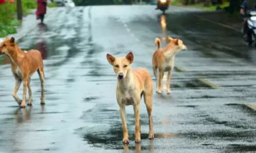 സംസ്ഥാനത്ത് തെരുവിൽ അലയുന്നതില് നല്ലൊരു വിഭാഗവും ഉപേക്ഷിക്കപ്പെട്ട വളർത്തുനായകൾ സംസ്ഥാനത്ത് തെരുവിൽ അലയുന്നതില് നല്ലൊരു വിഭാഗവും ഉപേക്ഷിക്കപ്പെട്ട വളർത്തുനായകൾ