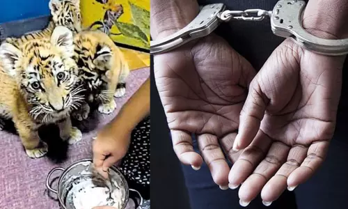 പൂച്ചക്കുഞ്ഞുങ്ങള്‍ക്ക് നിറമടിച്ച് കടുവകുഞ്ഞുങ്ങള്‍ എന്ന പേരില്‍ വില്‍പ്പന തട്ടിപ്പ്: പ്രതി അറസ്റ്റില്‍