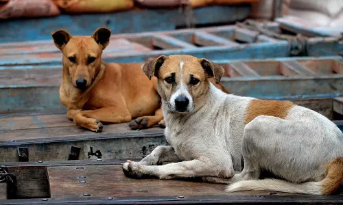 കേരളത്തിലെ തെരുവ് നായ ശല്യത്തെക്കുറിച്ച് ബിബിസിയും