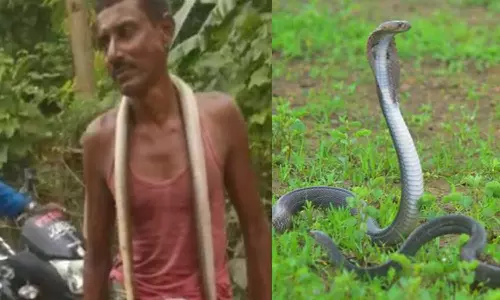 കടിച്ച മൂർഖനെ തിരിച്ച് കടിച്ചു കൊന്നു; പാമ്പിനെ കഴുത്തിലിട്ട് നാടുചുറ്റി കർഷകൻ