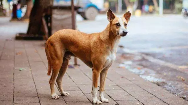 കോട്ടയത്ത് നാട്ടുകാരെ കടിച്ച തെരുവ് നായക്ക് പേ വിഷബാധ സ്ഥിരീകരിച്ചു