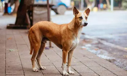 കോട്ടയത്ത് നാട്ടുകാരെ കടിച്ച തെരുവ് നായക്ക് പേ വിഷബാധ സ്ഥിരീകരിച്ചു