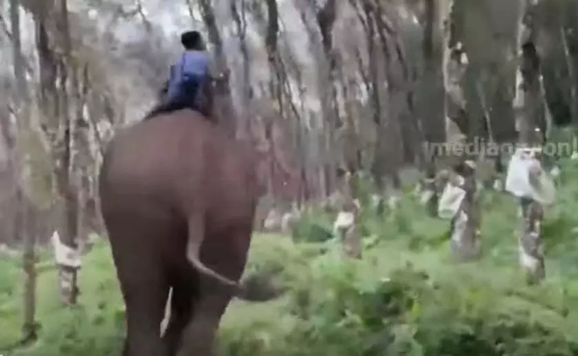 പേടിക്കണ്ട, ഓടിക്കോ..; തൃശൂരിൽ കുങ്കിയാനയെ കണ്ട് ഭയന്നോടി കാട്ടാന പേടിക്കണ്ട, ഓടിക്കോ..; തൃശൂരിൽ കുങ്കിയാനയെ കണ്ട് ഭയന്നോടി കാട്ടാന