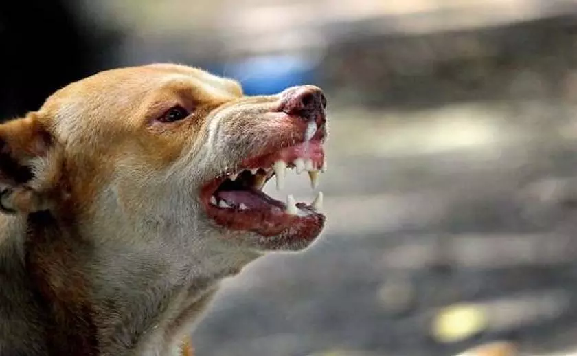 വീട്ടുമുറ്റത്ത് കളിച്ച് നിൽക്കെ തെരുവുനായ ആക്രമണം; മൂന്ന് വയസുകാരൻ ആശുപത്രിയിൽ