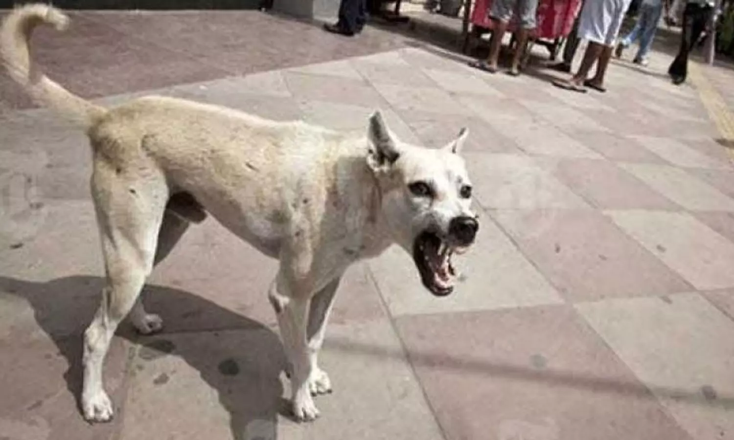 അട്ടപ്പാടിയിൽ മൂന്ന് വയസുകാരന്റെ മുഖം തെരുവുനായ കടിച്ചുപറിച്ചു; ആറാംക്ലാസുകാരനും കടിയേറ്റു