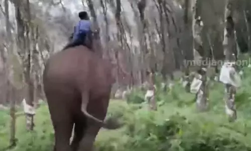 പേടിക്കണ്ട, ഓടിക്കോ..; തൃശൂരിൽ കുങ്കിയാനയെ കണ്ട് ഭയന്നോടി കാട്ടാന