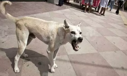 അട്ടപ്പാടിയിൽ മൂന്ന് വയസുകാരന്റെ മുഖം തെരുവുനായ കടിച്ചുപറിച്ചു; ആറാംക്ലാസുകാരനും കടിയേറ്റു