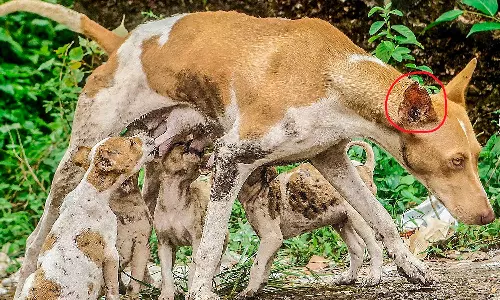 കോഴിക്കോട്ട് ഒരു വർഷംമുൻപ് വന്ധ്യംകരിക്കപ്പെട്ട നായയ്ക്ക് നാല് കുഞ്ഞുങ്ങൾ കോഴിക്കോട്ട് ഒരു വർഷംമുൻപ് വന്ധ്യംകരിക്കപ്പെട്ട നായയ്ക്ക് നാല് കുഞ്ഞുങ്ങൾ
