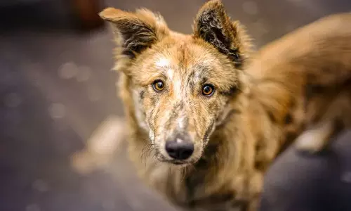 കോഴിക്കോട് സ്‌കൂള്‍ ജീപ്പ് ഡ്രൈവറെ തെരുവുനായ കടിച്ചു