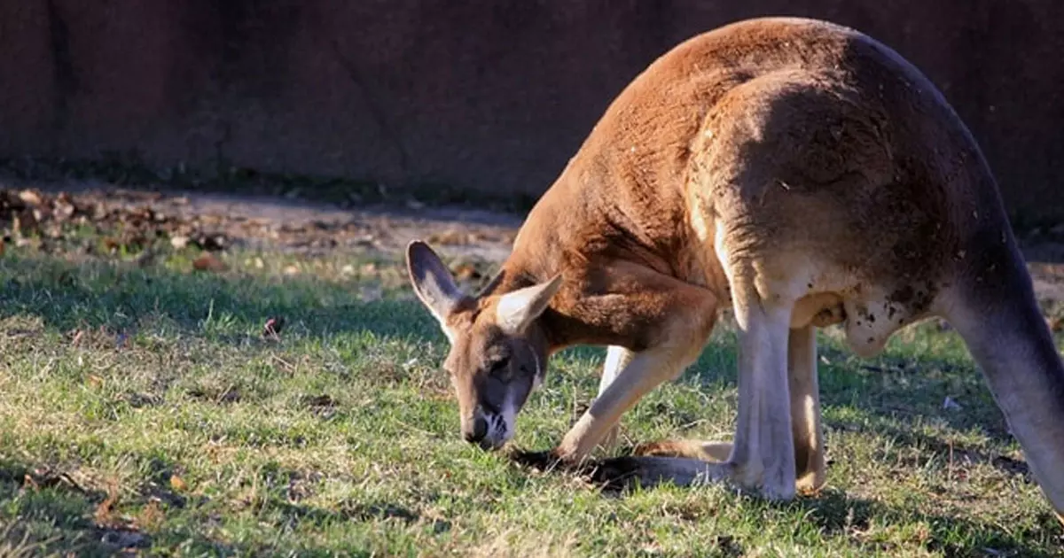 ഓമനിച്ചുവളര്ത്തിയ കംഗാരു ആക്രമിച്ചു; വൃദ്ധന് ദാരുണാന്ത്യം ഓമനിച്ചുവളര്ത്തിയ കംഗാരു ആക്രമിച്ചു; വൃദ്ധന് ദാരുണാന്ത്യം