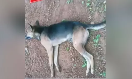 കോട്ടയത്ത് നായ്ക്കൾ കൂട്ടത്തോടെ ചത്ത സംഭവത്തിൽ കേസെടുത്ത് പൊലീസ് കോട്ടയത്ത് നായ്ക്കൾ കൂട്ടത്തോടെ ചത്ത സംഭവത്തിൽ കേസെടുത്ത് പൊലീസ്