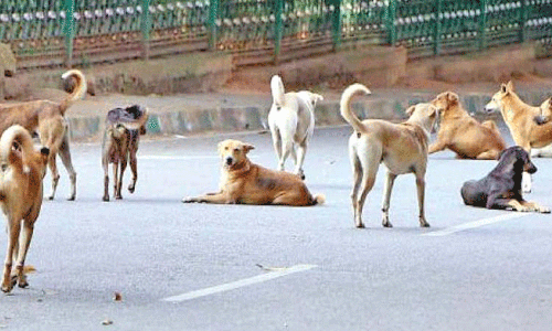 പേവിഷബാധ: വാക്‌സീൻ സ്വീകരിച്ച വിദ്യാർഥി മരിച്ച സംഭവത്തിൽ റിപ്പോർട്ട് തേടി ആരോഗ്യമന്ത്രാലയം