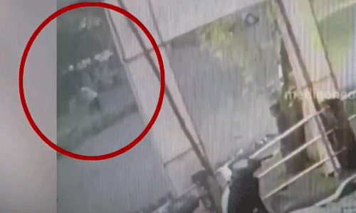 നായയുടെ കടിയേറ്റ് പാലക്കാട് ജില്ലാ ആശുപത്രിയിൽ ഇന്ന് ചികിത്സ തേടിയത് 28 പേർ