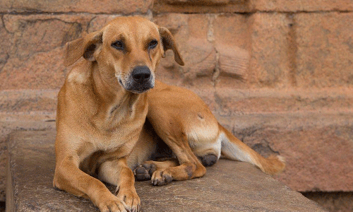 കോട്ടയം പെരുന്നയിൽ തെരുവുനായയെ കൊന്ന് കെട്ടി തൂക്കി