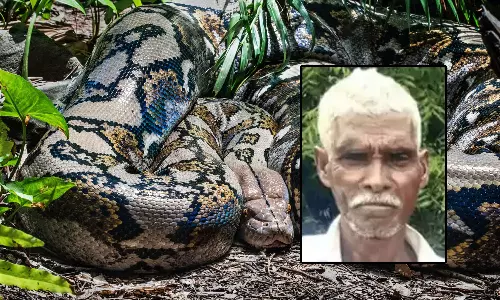 പിടിക്കാൻ ശ്രമിക്കുന്നതിനിടെ കഴുത്തിൽ ചുറ്റിമുറുക്കി പെരുമ്പാമ്പ്; കിണറ്റിൽ വീണ് ശ്വാസംമുട്ടി 55കാരന് ദാരുണാന്ത്യം