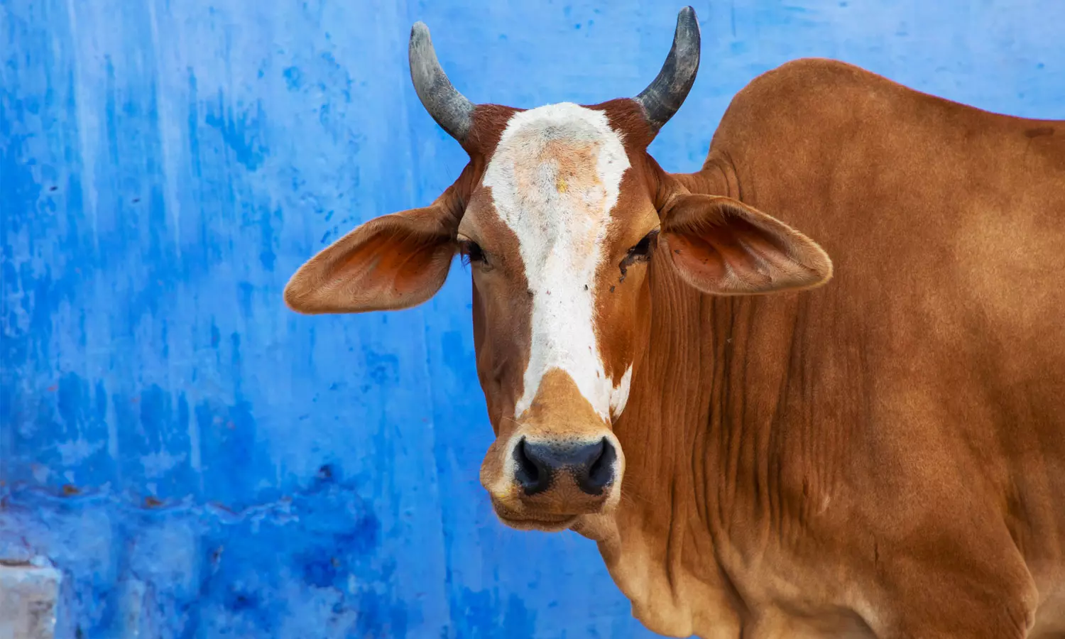 കണ്ണൂരിൽ പശുവിന് പേവിഷ ബാധ; ദയാവധം നടത്തും