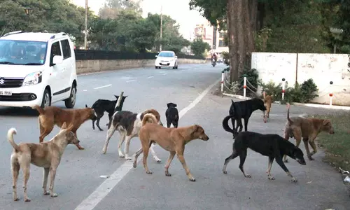 തെരുവുനായ പ്രശ്നം; ജില്ലാതല സമിതിയെ നിയോഗിച്ച് സർക്കാർ