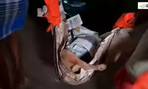 കൊച്ചിയിൽ നായകൾ ചത്ത സംഭവം; അന്വേഷണം ആരംഭിച്ചു