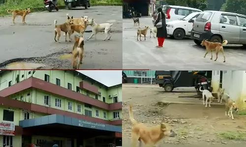 ഇടുക്കി മെഡിക്കൽ കോളജിൽ തെരുവു നായകളുടെ വിളയാട്ടം