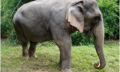 കാട്ടുപന്നിക്ക് വെച്ച കെണിയില് പെട്ടു; പിടിയാന ഷോക്കേറ്റു ചരിഞ്ഞു കാട്ടുപന്നിക്ക് വെച്ച കെണിയില് പെട്ടു; പിടിയാന ഷോക്കേറ്റു ചരിഞ്ഞു