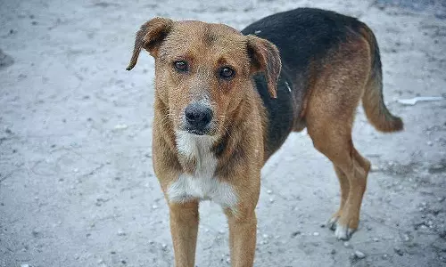 നായയെ കൊന്ന് കെട്ടിത്തൂക്കിയ സംഭവം; പൊലീസ് കേസെടുത്തു നായയെ കൊന്ന് കെട്ടിത്തൂക്കിയ സംഭവം; പൊലീസ് കേസെടുത്തു