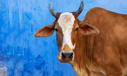 കണ്ണൂരിൽ പശുവിന് പേവിഷ ബാധ; ദയാവധം നടത്തും