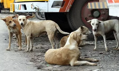 ഇന്നും തെരുവുനായ ആക്രമണം രൂക്ഷം; നിരവധി പേര്‍ക്ക് കടിയേറ്റു; വളര്‍ത്തുമൃഗങ്ങളെയും ആക്രമിച്ചു