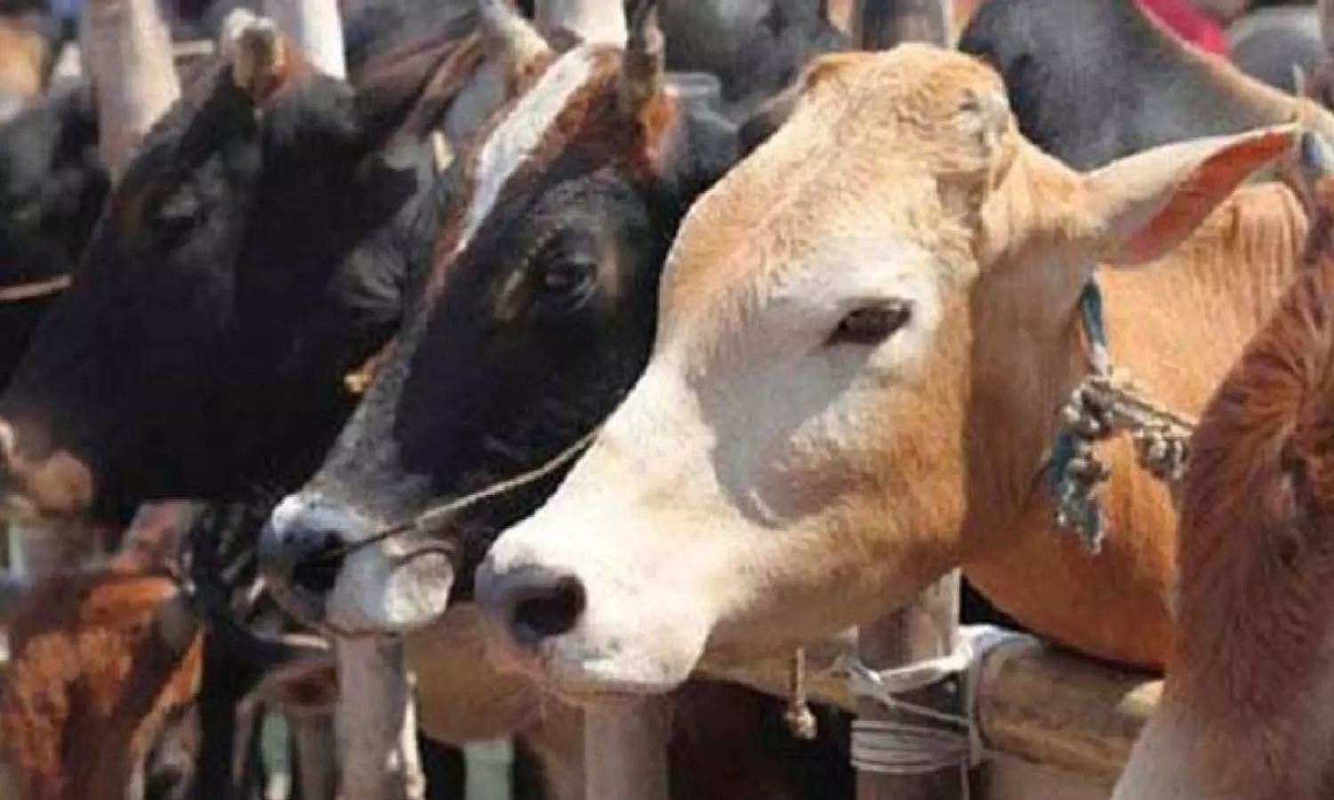 പശുക്കളിലെ പേവിഷബാധ; കണ്ണൂരിൽ അതീവ ജാഗ്രത