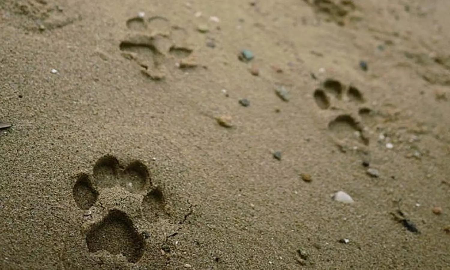 തിരുവനന്തപുരത്ത് അജ്ഞാത ജീവിയുടെ ആക്രമണം; വളർത്തുമൃഗങ്ങളെ കടിച്ചുകൊന്നു