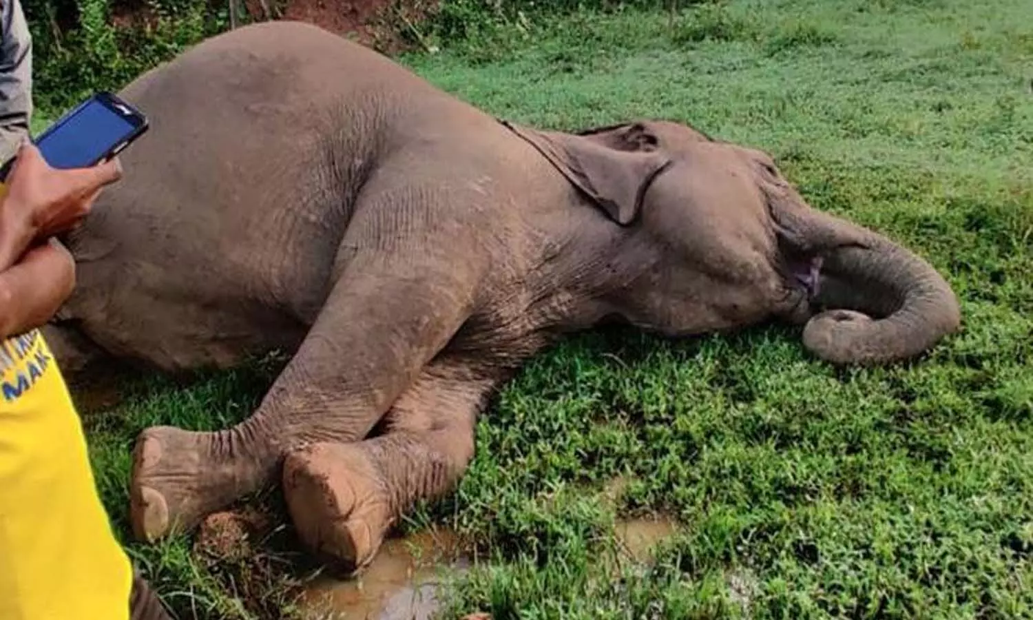 പാലക്കാട് കാട്ടാന ചരിഞ്ഞ സംഭവം; മൂന്ന് പേർ പിടിയിൽ പാലക്കാട് കാട്ടാന ചരിഞ്ഞ സംഭവം; മൂന്ന് പേർ പിടിയിൽ