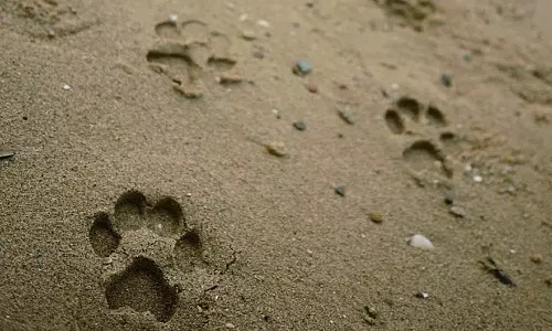 തിരുവനന്തപുരത്ത് അജ്ഞാത ജീവിയുടെ ആക്രമണം; വളർത്തുമൃഗങ്ങളെ കടിച്ചുകൊന്നു തിരുവനന്തപുരത്ത് അജ്ഞാത ജീവിയുടെ ആക്രമണം; വളർത്തുമൃഗങ്ങളെ കടിച്ചുകൊന്നു