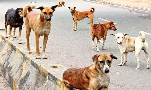 തിരുവനന്തപുരത്ത് കോളജ് വിദ്യാർഥിയെ തെരുവ് നായ കടിച്ചു