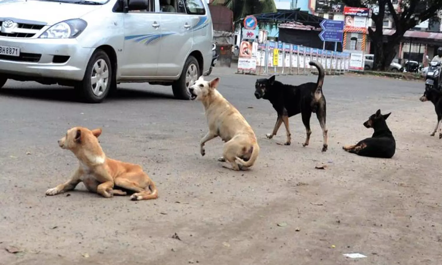 തെരുവ് നായ ശല്യം: സർക്കാർ ഇന്ന് ഹൈക്കോടതിയിൽ വിശദീകരണം നൽകിയേക്കും തെരുവ് നായ ശല്യം: സർക്കാർ ഇന്ന് ഹൈക്കോടതിയിൽ വിശദീകരണം നൽകിയേക്കും