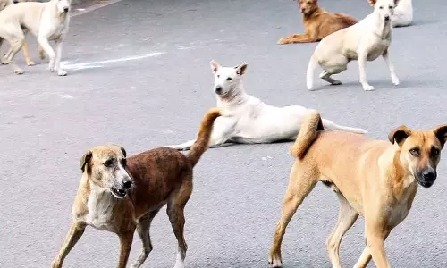വീട്ടുമുറ്റത്ത് കളിക്കുന്നതിനിടെ അഞ്ച് വയസ്സുകാരിക്ക് നേരെ തെരുവുനായയുടെ ആക്രമണം