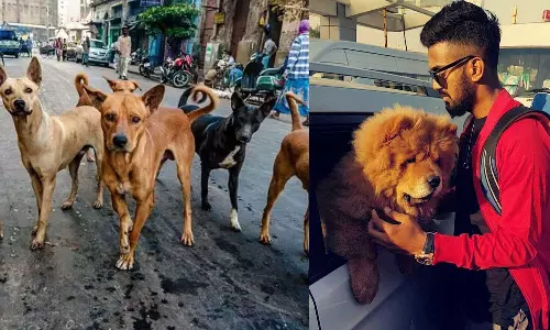 കേരളത്തില്‍ തെരുവുനായ്ക്കളെ കൂട്ടത്തോടെ കൊന്നൊടുക്കുന്നു; കാംപയിനിനു പിന്തുണയുമായി കെ.എൽ രാഹുൽ