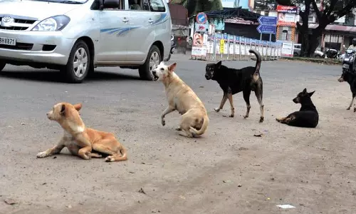തെരുവ് നായ ശല്യം: സർക്കാർ ഇന്ന് ഹൈക്കോടതിയിൽ വിശദീകരണം നൽകിയേക്കും