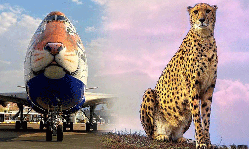 ചീറ്റപ്പുലികൾ നാളെയെത്തും; കൊണ്ടുവരുന്നത് പ്രത്യേക വിമാനത്തിൽ